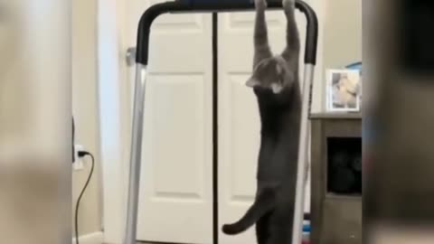 cat doing exercises