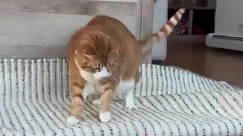 Funny animals
