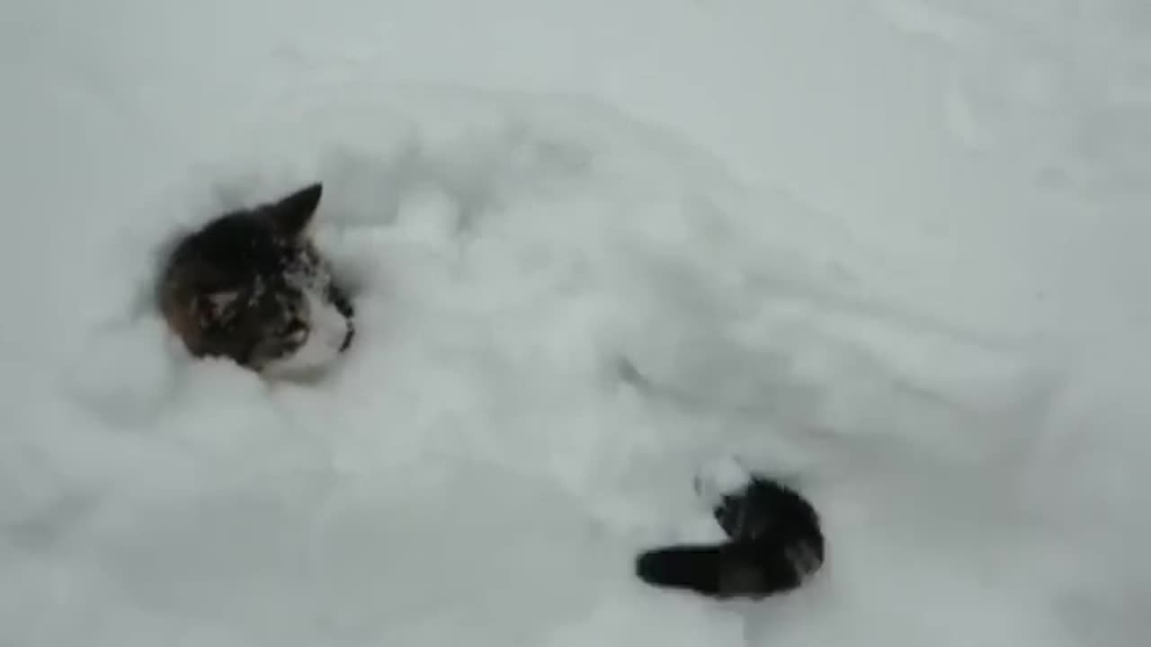 Cat covered on a snow #pet adventure MeoWnMore