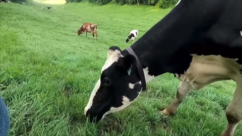 Is there any sight more beautiful than milk cows grazing on a verdant green rolling hill pasture?