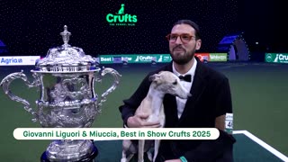 Whippet becomes first Italian dog to win Crufts Best in Show