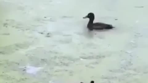 Ducks Hide n Seek ｜ Funny Animals Video ｜ Funny Ducks Video