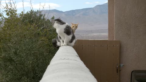 Silly cats standing on a balcony