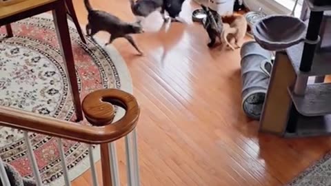 lovepets_001