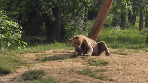 Amazing Wildlife: Stunning Animal Moments in Nature!
