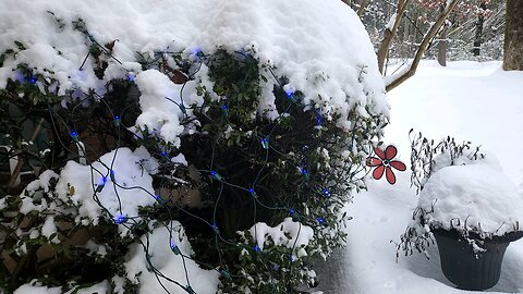 blue lights snow