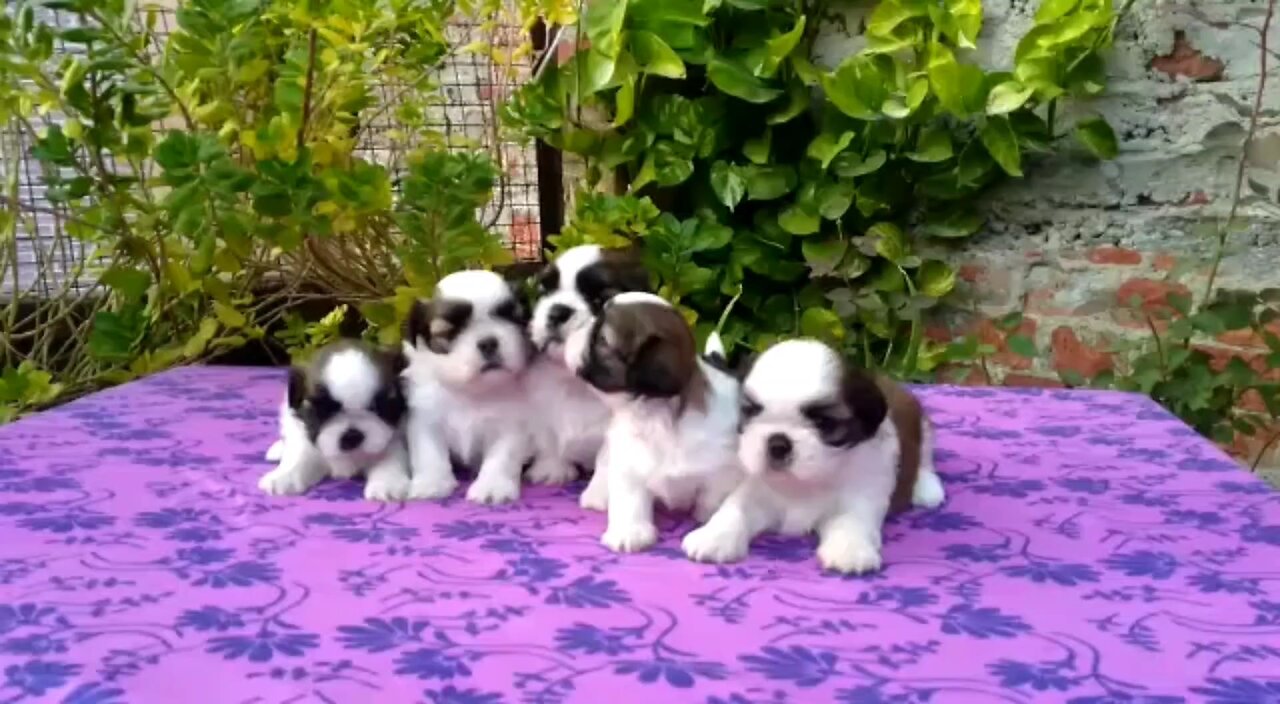 "Adorable 2-Month-Old Shih Tzu Puppies | Perfect Family Pets!"