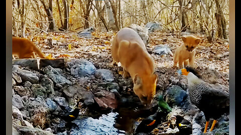 water for animal in the forest.