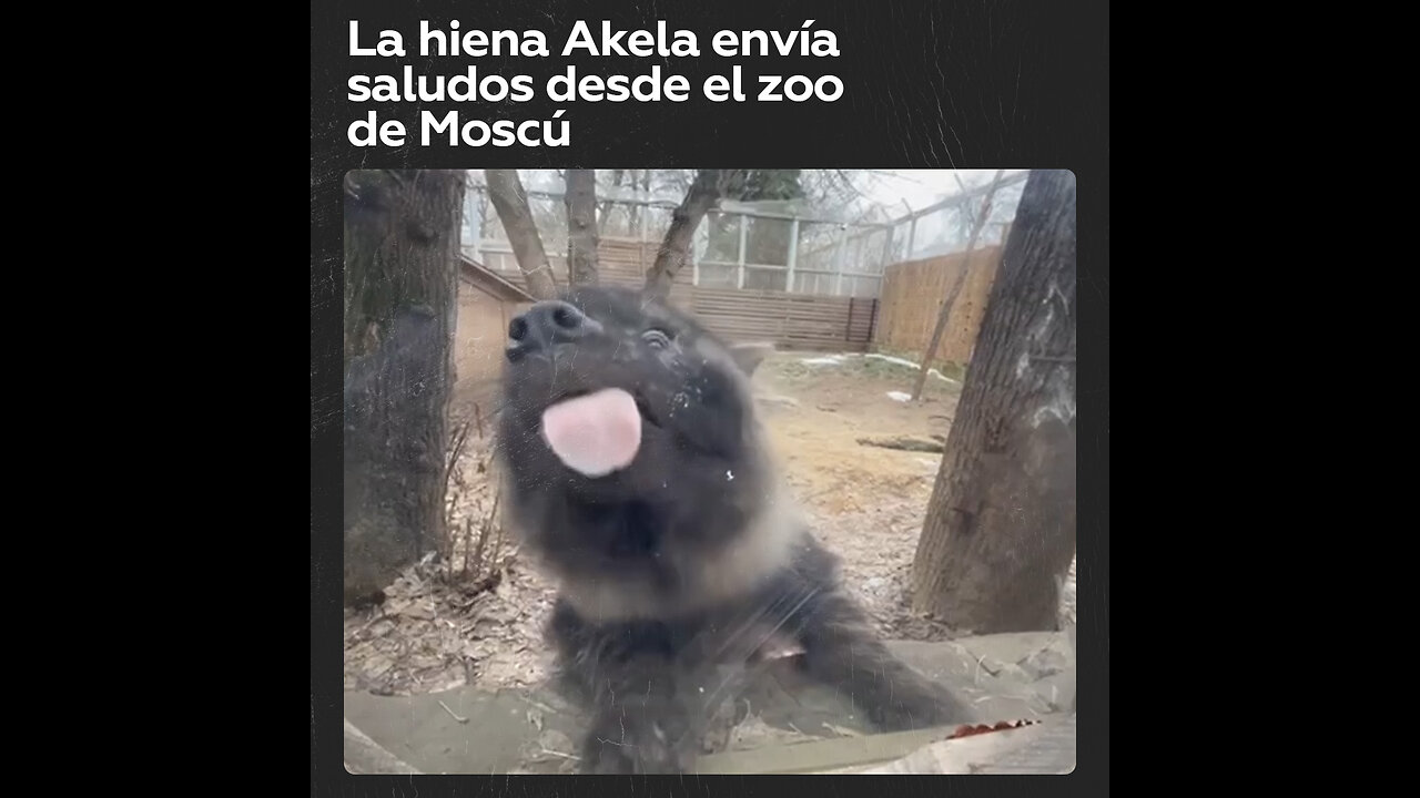 😍Pequeña hiena te manda buen ánimo y te desea un buen día