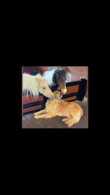 Unconditional and true love ❤️