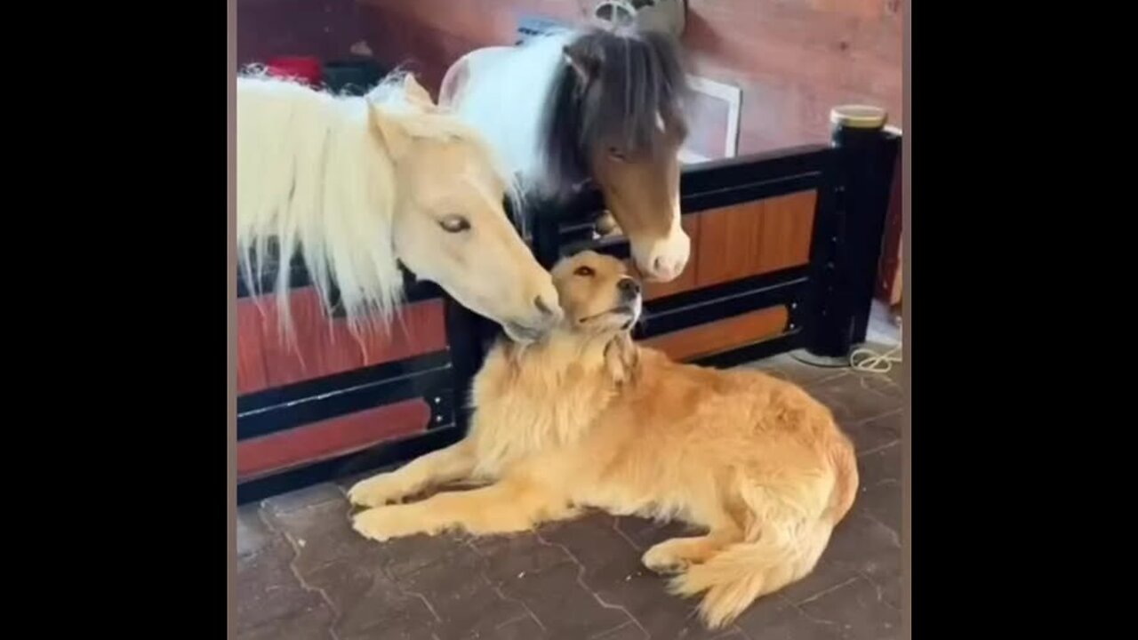 Unconditional and true love ❤️