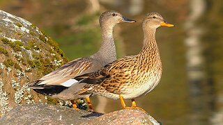 Gadwall Duck Couple on a Rock