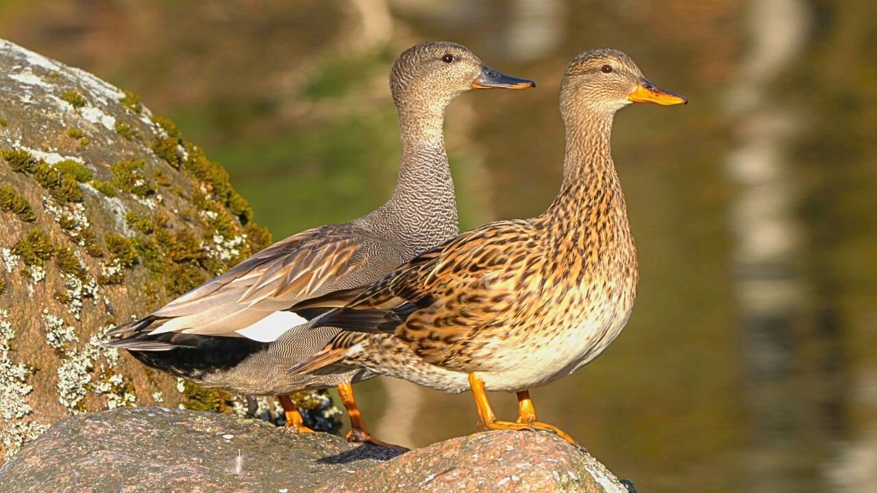 Gadwall Duck Couple on a Rock