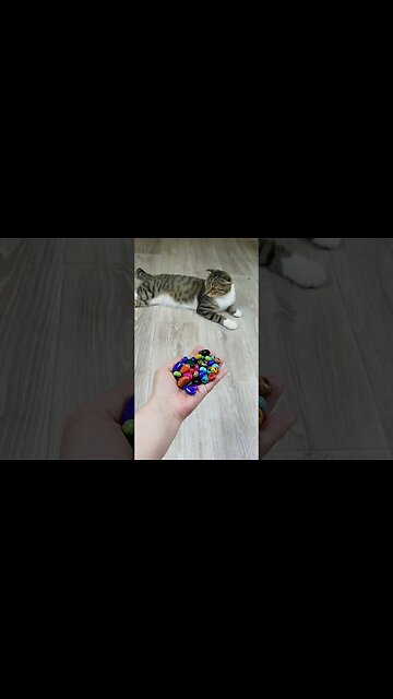 Cat Barsik 💎⭕ Reverse Video 🐙