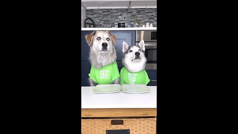 Friggen froot. Champ and Tyson try cantaloupe and honeydew melon.