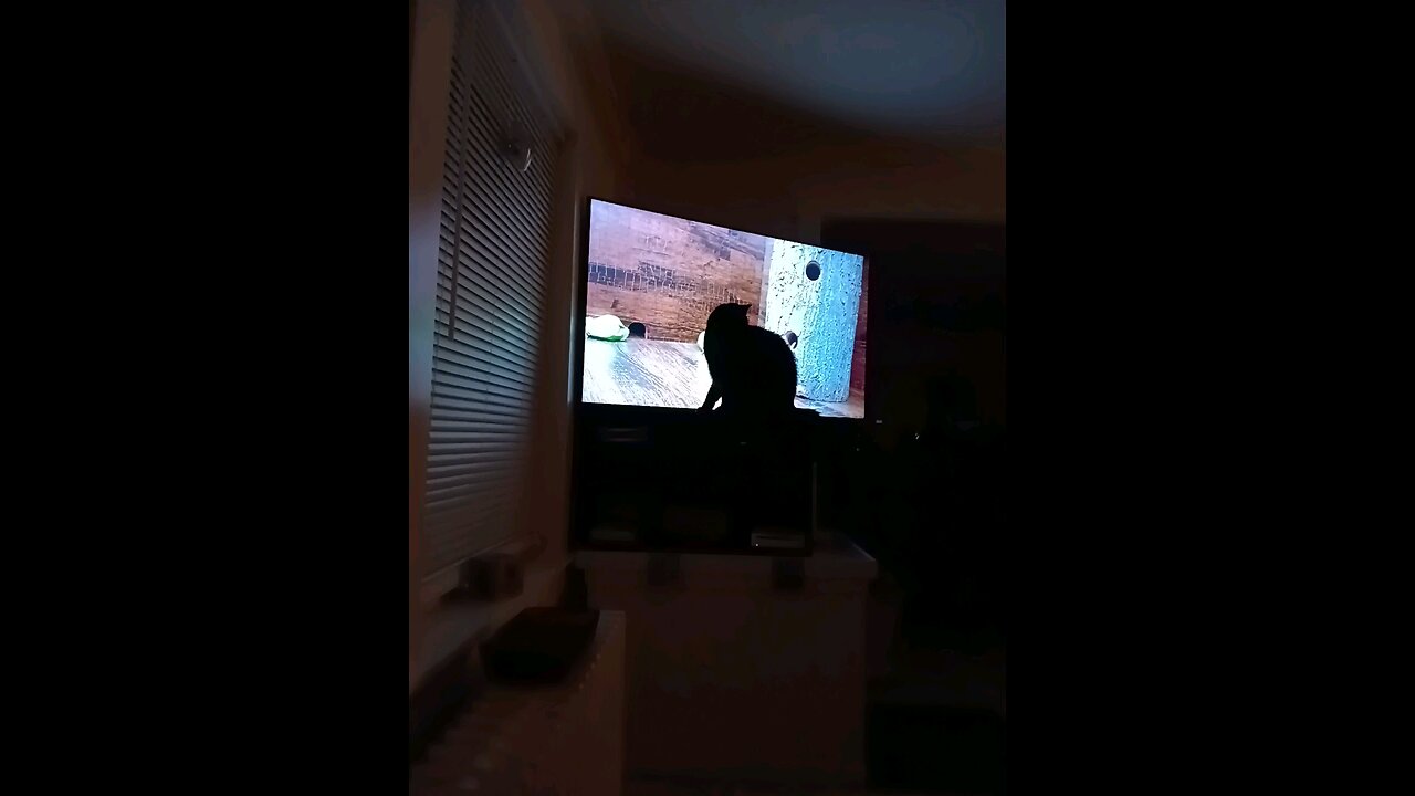 Cat TV # 7