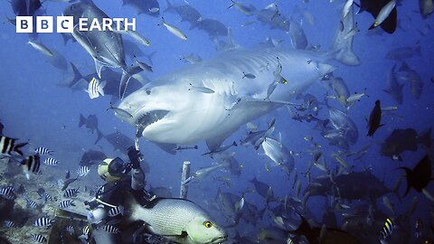 Hand-feeding Sharks To Save Them