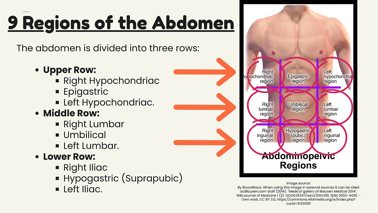 9 Regions of Abdomen made simple