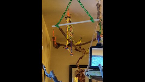 9 Parrots Arranged