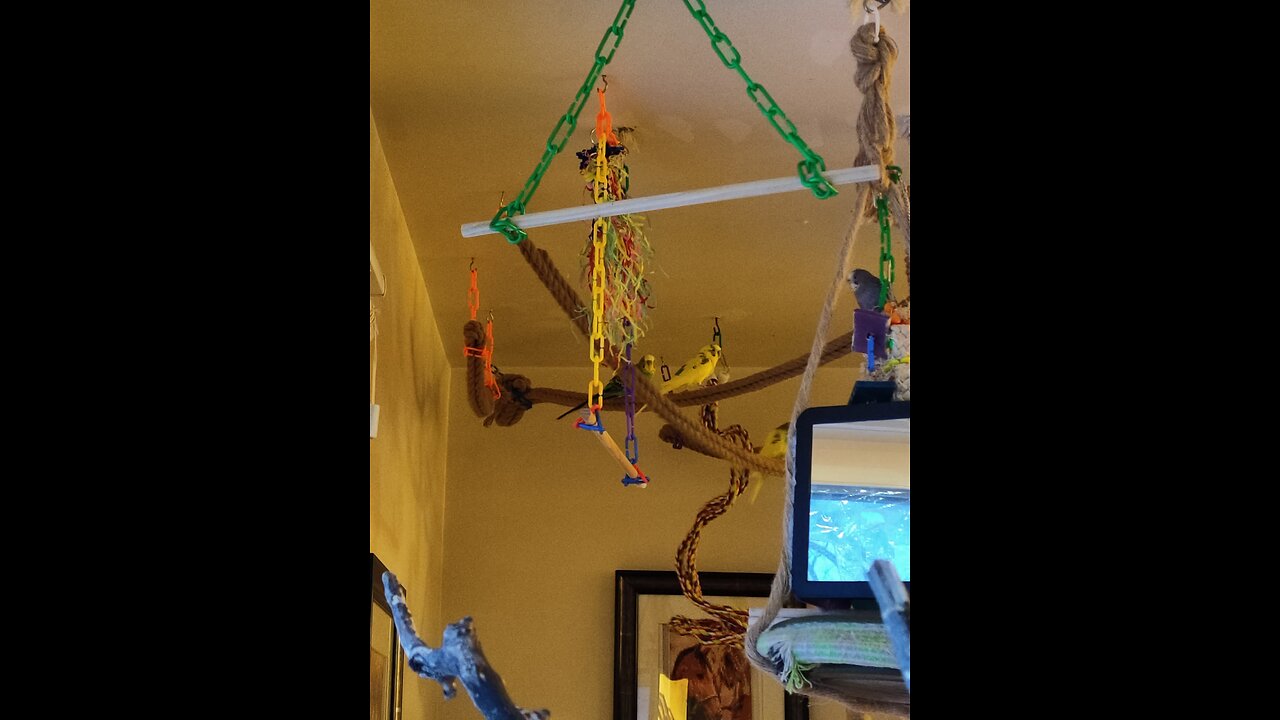 9 Parrots Arranged