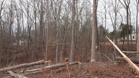 More Trees Down for the Count Today – Thanks Chris!