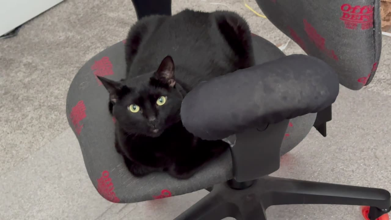 Cute Precious Piper Has New Ideas in the Office - Adopting a Cat from a Shelter Vlog