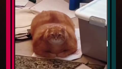 Funny moments of cats
