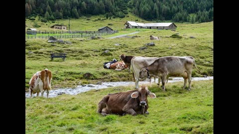 Farm Animal Sounds | 8 Hours of Calming Farm Noises for Sleep, Relaxation and Meditation