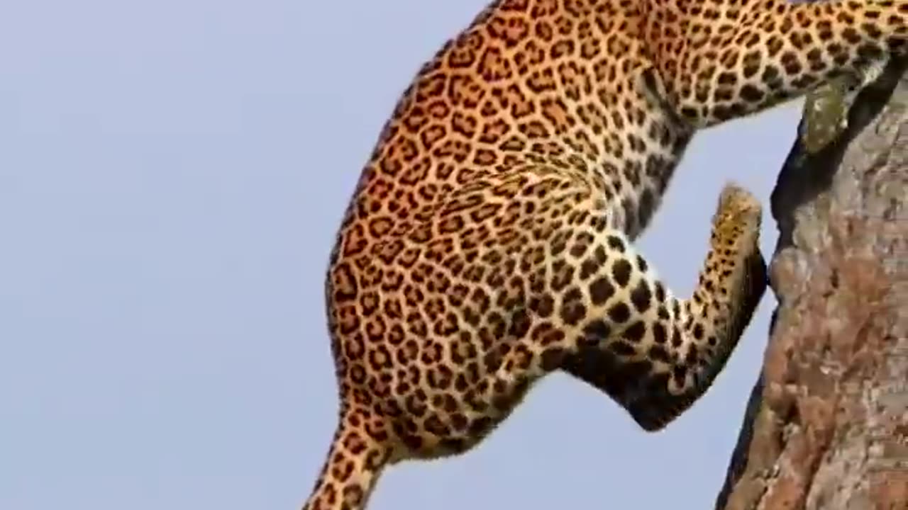 leopard climbing tree