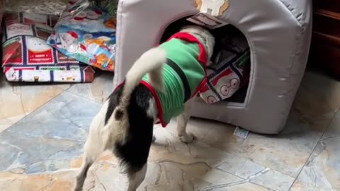 Little Dog Enjoys His Christmas Present