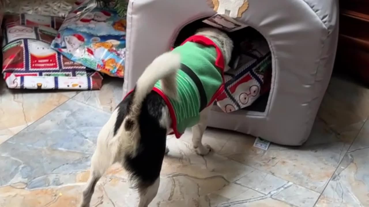 Little Dog Enjoys His Christmas Present