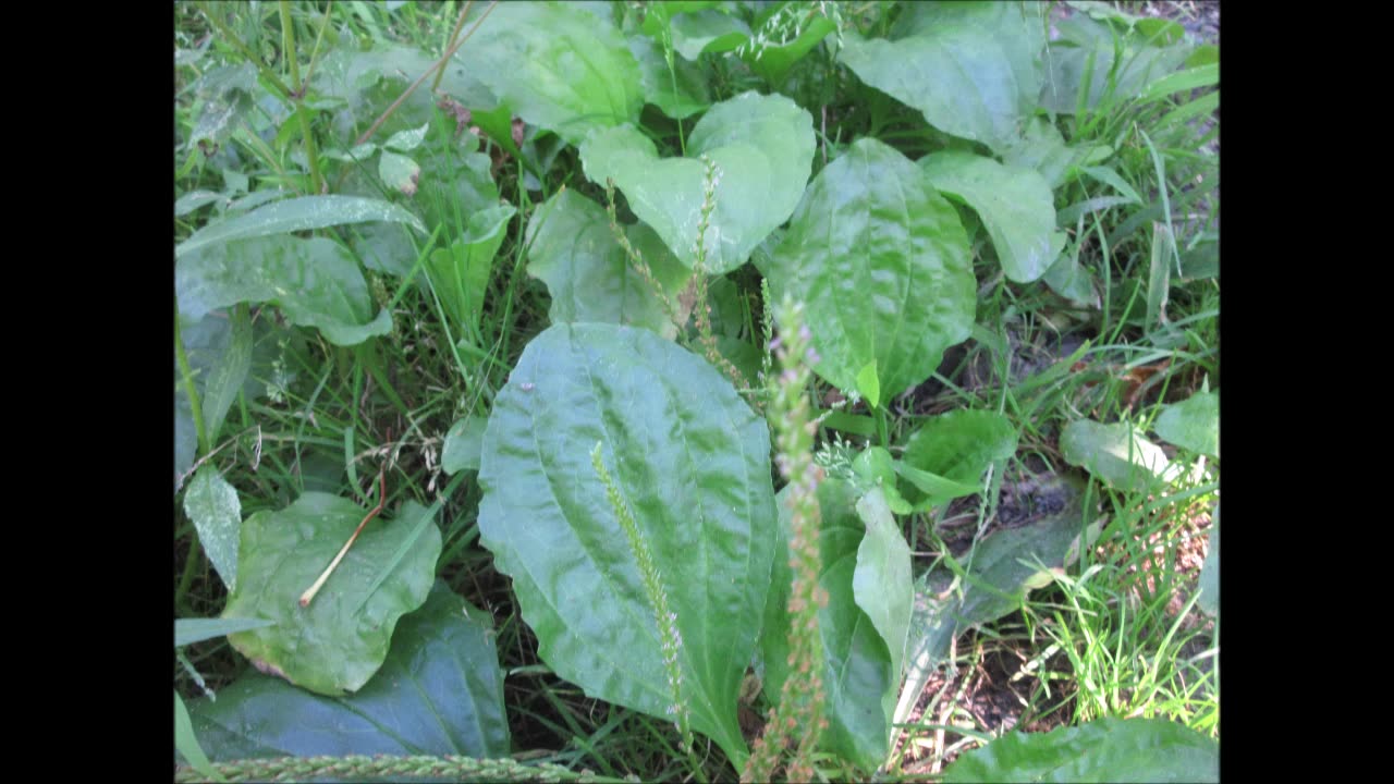 Plantago Rugelii American Plantain Sept 2022