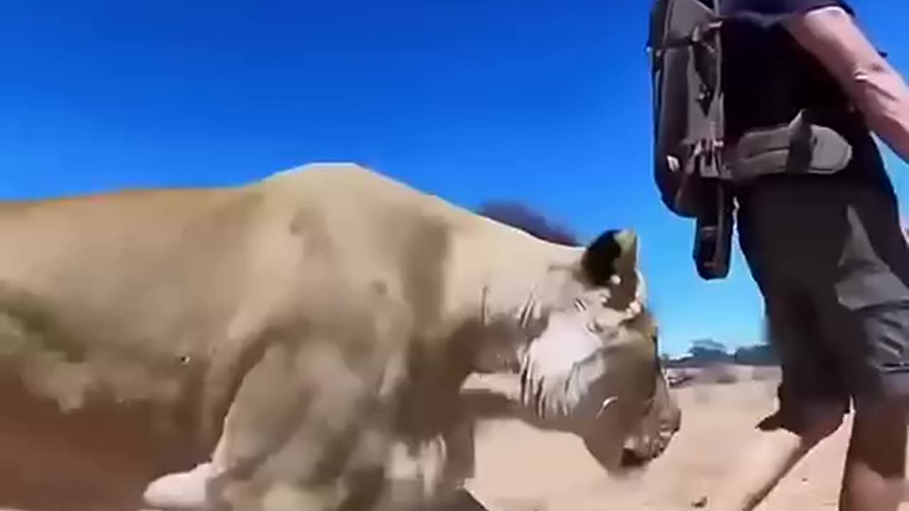 Animals funny video 10