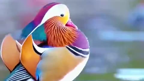 Beautiful Mandarin duck