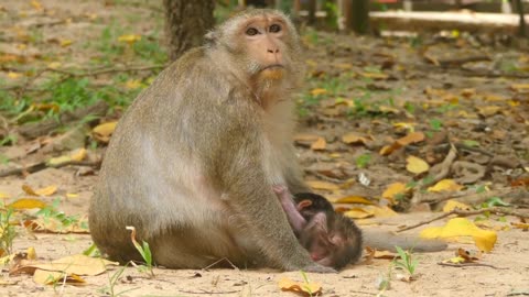 Funny monkeys daily life