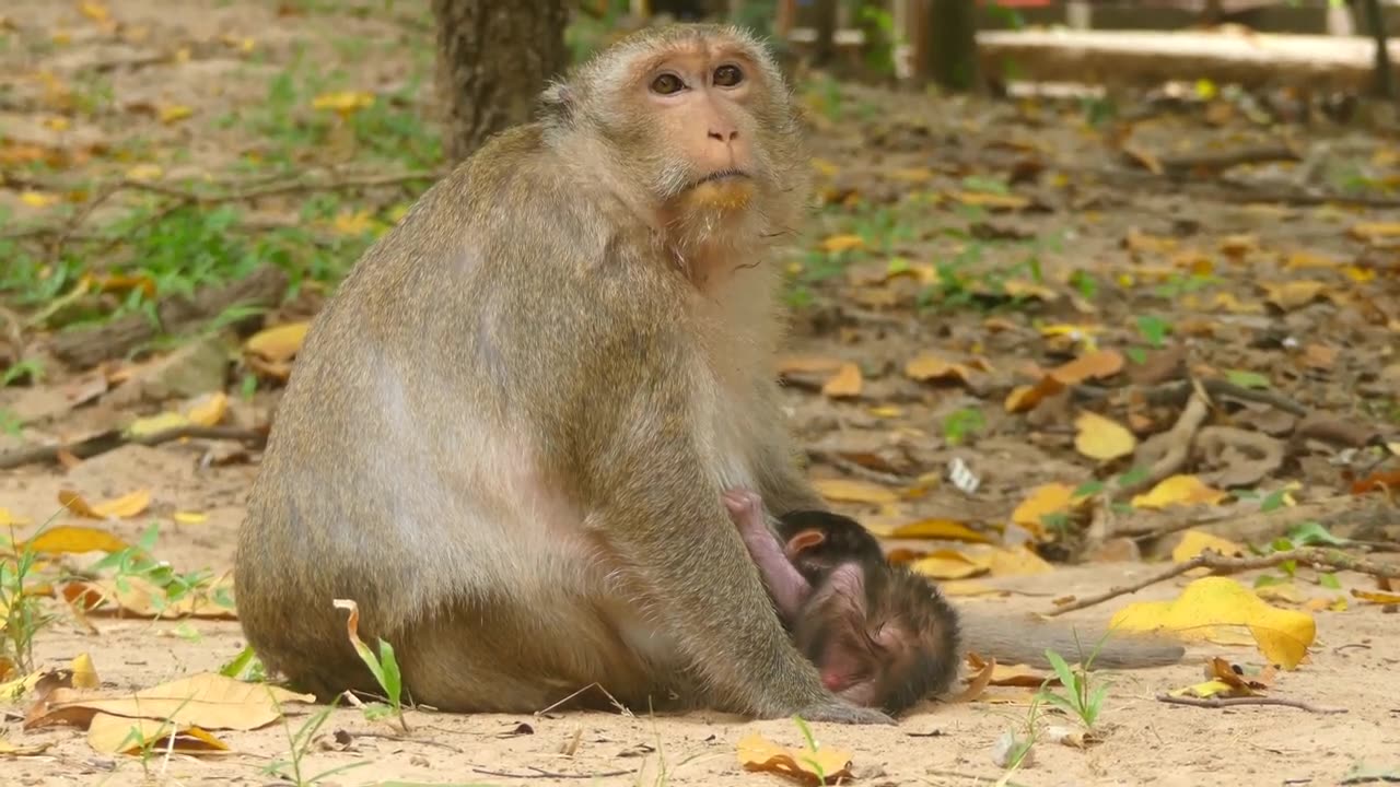 Funny monkeys daily life