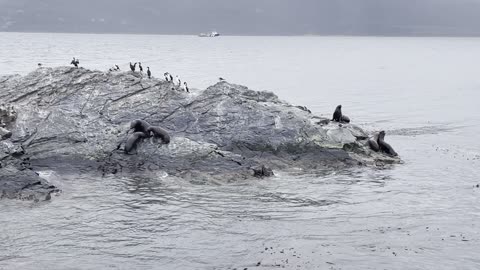 Sea Lions and Imperial Cormorants