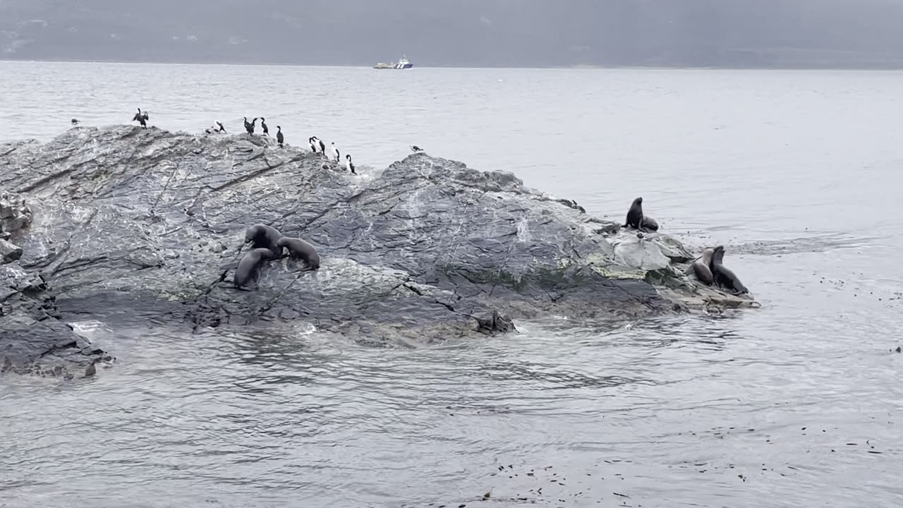 Sea Lions and Imperial Cormorants