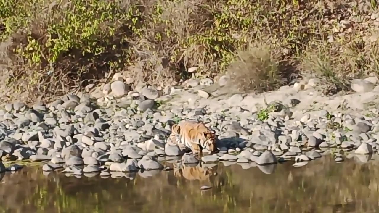 Tiger Drinking Water & Bathing