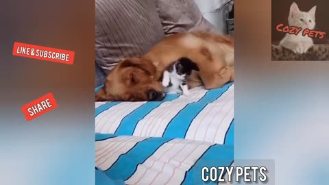 Top best of funny animals 🐕 funny pet clips!🐈💖2025💖