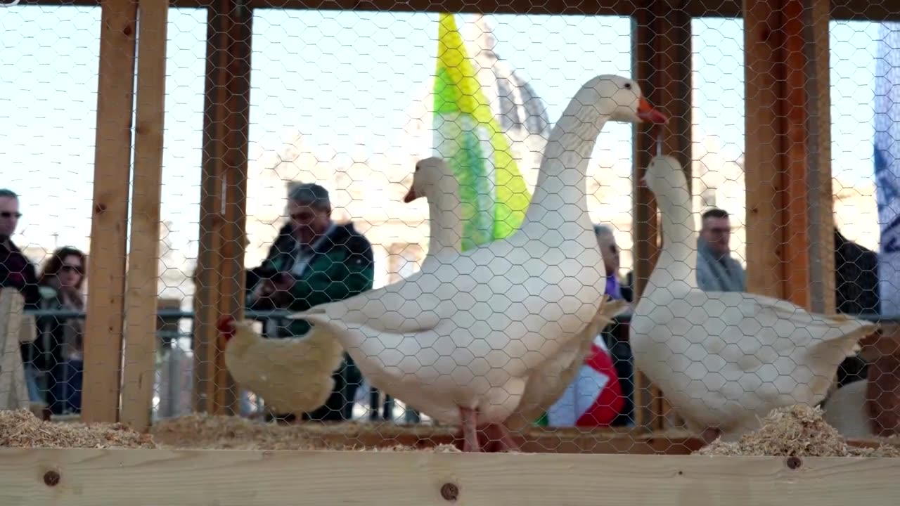 Rome street becomes a farmyard for St. Anthony's animal blessing