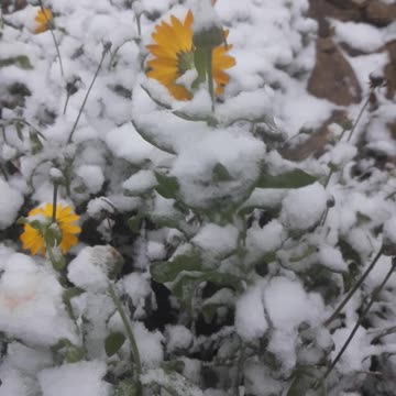 Snow Calendula for friends Naturefourseasons
