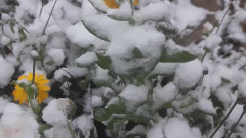 Snow Calendula for friends Naturefourseasons