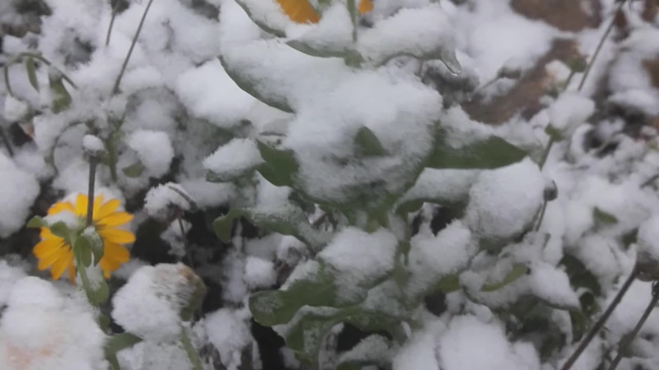 Snow Calendula for friends Naturefourseasons