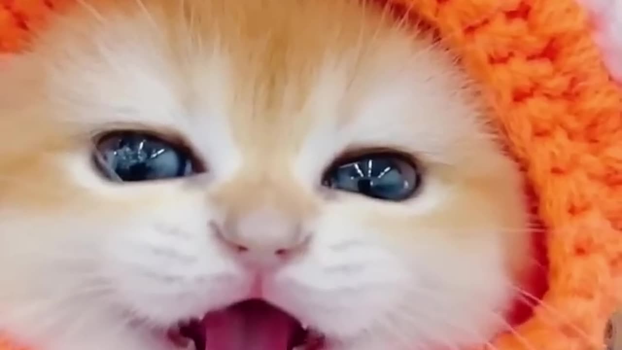 Top 10 Most Viewed Cat YouTube Shorts