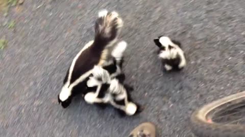 Skunks Sound Like Muppets?