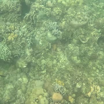 Afternoon Snorkeling