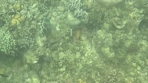 Afternoon Snorkeling