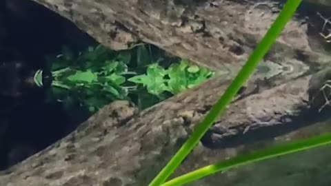 let's take a swim #georgiaaquarium #wetlands