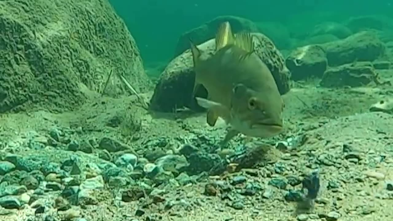 Aquatic activity of fish